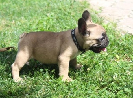 buldog 01.jpg